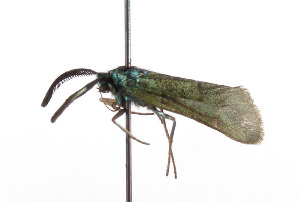  ( - ZPPAAgerger003)  @12 [ ] Copyright (2010) Konstantin Efetov Crimea State Medical University