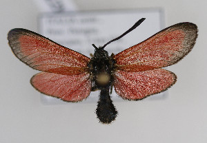  (Zygaena rubicundus - ZZZMrub#001)  @14 [ ] No Rights Reserved  Unspecified Unspecified