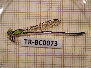  (Hivaagrion - TR-BC0073)  @11 [ ] Copyright (2020) Thibault Ramage Research Collection of Thibault Ramage