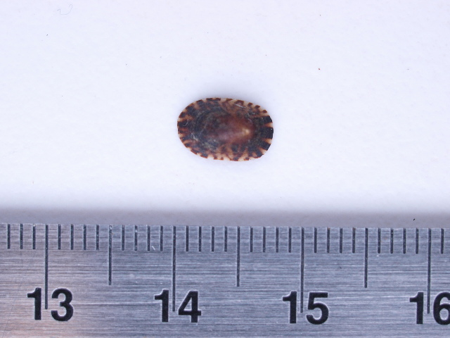 bold-systems-taxonomy-browser-lottia-alveus-paralella-subspecies