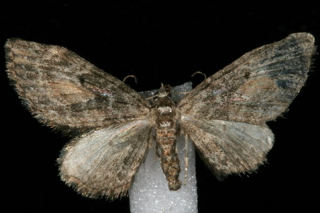 BOLD Systems: Taxonomy Browser - Eupithecia lariciata {species}