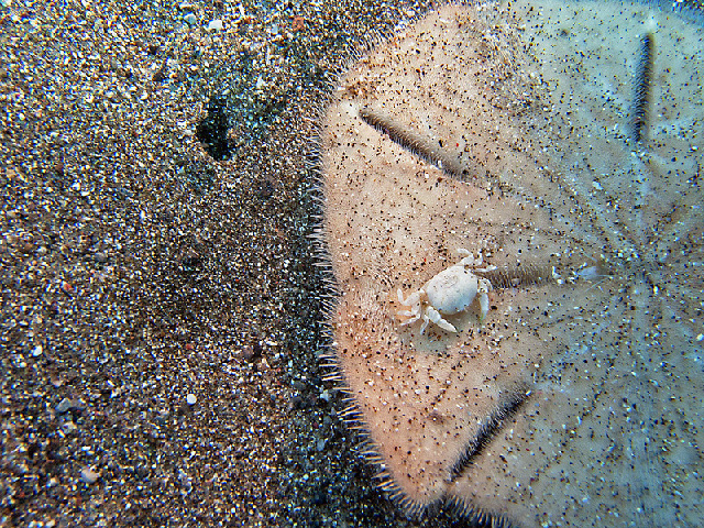 Friday Fellow: Five-Slotted Sand Dollar