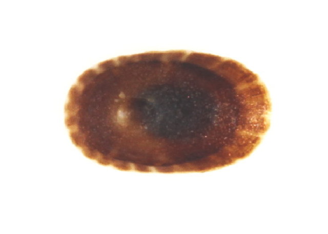 BOLD Systems Taxonomy Browser Lottia Alveus species 