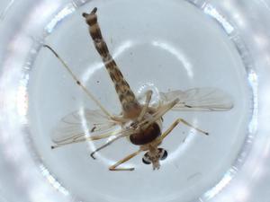  ( - BIOUG53776-C06)  @11 [ ] CreativeCommons - Attribution (2020) Centre for Biodiversity Genomics Centre for Biodiversity Genomics