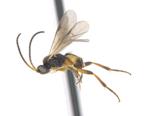  (Dolichogenidea ensiger - CNC469291)  @15 [ ] CreativeCommons  Attribution Non-Commercial Share-Alike (2016) Unspecified Canadian National Collection of Insects