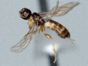  ( - CNC473608)  @12 [ ] CreativeCommons  Attribution Non-Commercial Share-Alike (2016) Unspecified Canadian National Collection of Insects