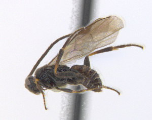  (Dolichogenidea imperator - CNC475774)  @14 [ ] CreativeCommons  Attribution Non-Commercial Share-Alike (2016) Unspecified Canadian National Collection of Insects