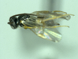  ( - CNC486209)  @12 [ ] CreativeCommons  Attribution Non-Commercial Share-Alike (2016) Unspecified Canadian National Collection of Insects