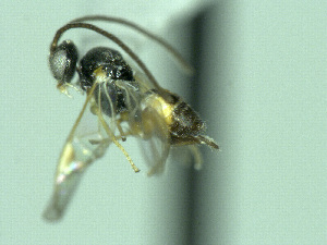  ( - CNC486237)  @12 [ ] CreativeCommons  Attribution Non-Commercial Share-Alike (2016) Unspecified Canadian National Collection of Insects