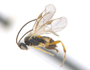  ( - CNC486441)  @12 [ ] CreativeCommons  Attribution Non-Commercial Share-Alike (2016) Unspecified Canadian National Collection of Insects