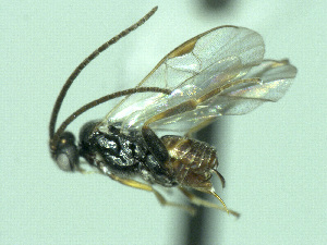  ( - CNC486694)  @11 [ ] CreativeCommons  Attribution Non-Commercial Share-Alike (2016) Unspecified Canadian National Collection of Insects