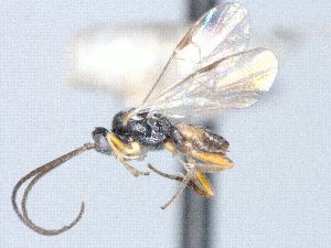  ( - CNC487080)  @12 [ ] CreativeCommons  Attribution Non-Commercial Share-Alike (2016) Unspecified Canadian National Collection of Insects