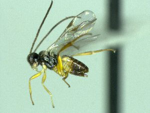  ( - CNC511914)  @12 [ ] CreativeCommons  Attribution Non-Commercial Share-Alike (2016) Unspecified Canadian National Collection of Insects