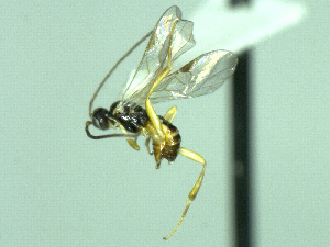  ( - CNC511916)  @11 [ ] CreativeCommons  Attribution Non-Commercial Share-Alike (2016) Unspecified Canadian National Collection of Insects