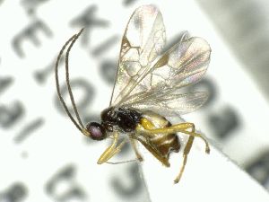  ( - CNC521411)  @14 [ ] CreativeCommons  Attribution Non-Commercial Share-Alike (2016) Unspecified Canadian National Collection of Insects
