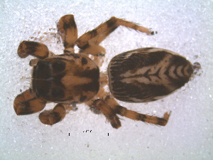  (Hyllus argyrotoxus - TM 24234)  @13 [ ] CreativeCommons - Attribution Non-Commercial Share-Alike (2013) Robin Lyle Agricultural Research Council (ARC)