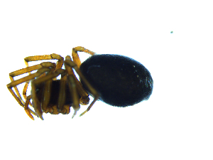  ( - NMS Bozen ARV 4858)  @11 [ ] CreativeCommons - Attribution Non-Commercial Share-Alike (2018) Alexander Rief Naturmuseum Südtirol
