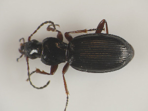  (Pterostichus kaninensis - TLMF Col 00392)  @14 [ ] CreativeCommons - Attribution Non-Commercial Share-Alike (2017) Peter Huemer Tiroler Landesmuseum