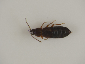  ( - TLMF Col 00453)  @11 [ ] CreativeCommons - Attribution Non-Commercial Share-Alike (2017) Peter Huemer Tiroler Landesmuseum