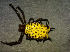  (Micrathena zilchi - AASFB-0003)  @11 [ ] Unspecified (default): All Rights Reserved  Manuel Medina Mex Unspecified