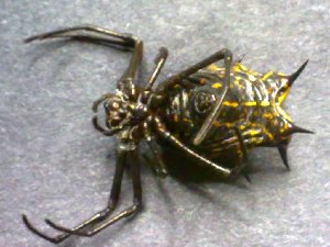  (Micrathena zilchi - AASFB-0003)  @11 [ ] Unspecified (default): All Rights Reserved  Manuel Medina Mex Unspecified