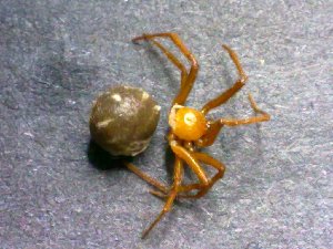  (Theridion cf. morulum - AASFB-0138)  @11 [ ] Unspecified (default): All Rights Reserved  Manuel Medina Mex Unspecified