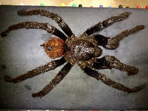  (Brachypelma - AASFB-0267)  @14 [ ] Unspecified (default): All Rights Reserved  Manuel Medina Mex Unspecified