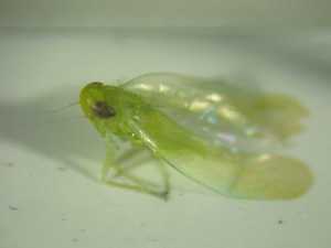  ( - ZIK_Oe16_04)  @11 [ ] CC BY (2022) Holzinger W Oekoteam - Inst.Animal Ecology & Landscape Planning, Graz, Austria