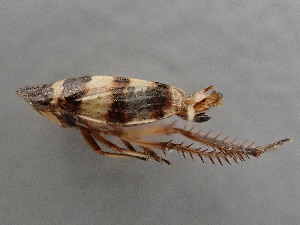  (Planaphrodes trifasciatus - Zik2)  @11 [ ] CreativeCommons - Attribution Non-Commercial (2025) Stephan Koblmueller Karl-Franzens University of Graz