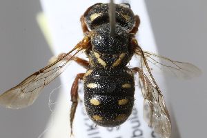  (Pseudoanthidium tajikistanicum - MK-mk1545)  @11 [ ] nrr (2024) Unspecified Max Kasparek