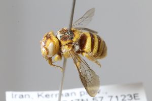  ( - MK-seg105)  @11 [ ] nrr (2024) Unspecified Max Kasparek