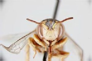  (Anthidium unicum - MK-af089)  @11 [ ] nrr (2025) Unspecified Max Kasparek
