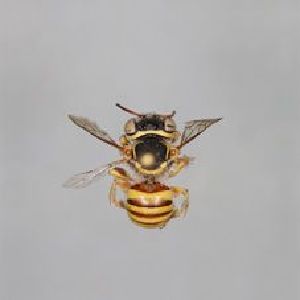  (Anthidium kvakicum - MK-af092)  @11 [ ] nrr (2025) Unspecified Max Kasparek
