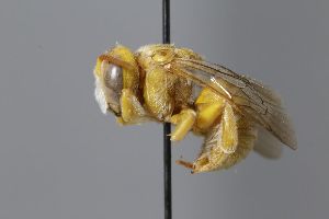  (Icteranthidium ferrugineum aff - MK-hr002)  @11 [ ] nrr (2025) Unspecified Max Kasparek