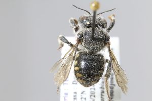  (Anthidium luctuosum - MK-mk2108)  @11 [ ] nrr (2025) Unspecified Max Kasparek