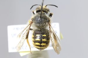  (Anthidium xuezhongi - MK-mk2134)  @11 [ ] nrr (2025) Unspecified Max Kasparek