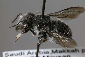  (Pseudoanthidium junodi - MK-mk2309)  @11 [ ] nrr (2025) Unspecified Max Kasparek