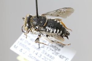  (Serapista rufipes - MK-oll1383)  @11 [ ] nrr (2025) Unspecified Max Kasparek