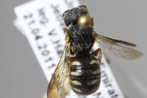  (Stelis sp - MK-seg417)  @11 [ ] nrr (2025) Unspecified Max Kasparek