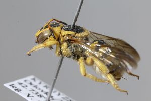  (Icteranthidium fedtschenkoi - MK-tuz059)  @11 [ ] nrr (2025) Unspecified Max Kasparek
