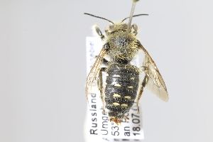  (Anthidium amurense - MK-whl181)  @11 [ ] nrr (2025) Unspecified Max Kasparek