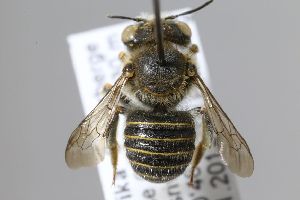  (Afranthidium sp. 6 - MK-whl202)  @11 [ ] nrr (2025) Unspecified Max Kasparek