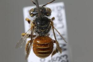  (Pseudoanthidium aff. sp - MK-whl234)  @11 [ ] nrr (2025) Unspecified Max Kasparek