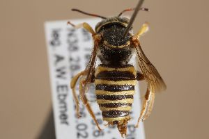  (Anthidium undulatum - MK-awe062)  @11 [ ] nrr (2022) Unspecified Max Kasparek