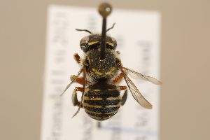  (Anthidium taeniatum - MK-tjw047)  @11 [ ] nrr (2022) Unspecified Max Kasparek