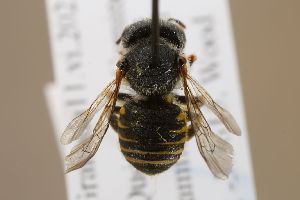  (Afranthidium schulthessii - MK-tjw145)  @11 [ ] nrr (2022) Unspecified Max Kasparek