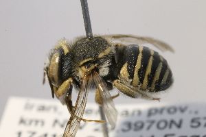  (Anthidium diadema - MK-seg086)  @11 [ ] nrr (2021) Unspecified Max Kasparek