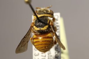  (Anthidium sudanicum - MK-mk792)  @11 [ ] nrr (2023) Unspecified Max Kasparek