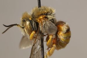  (Anthidium echinatum - MK-msh035)  @11 [ ] nrr (2023) Unspecified Max Kasparek