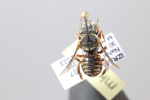  (Anthidium marismortui - MK-mk1235)  @11 [ ] nrr (2023) Unspecified Max Kasparek